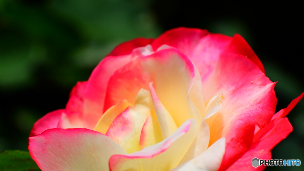 薔薇