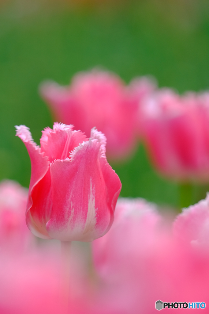 Yokohama-Park  Tulip