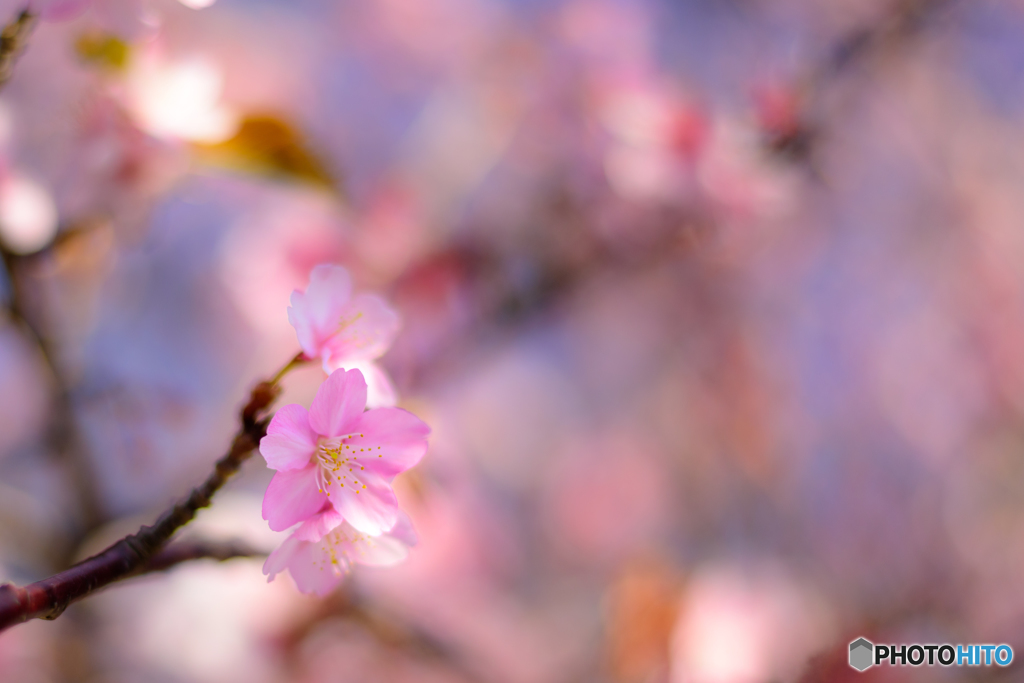 精神美-河津桜 -