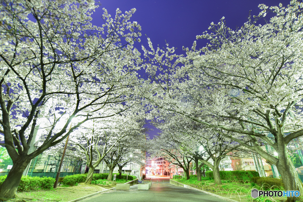 cherry tree at midnightⅢ