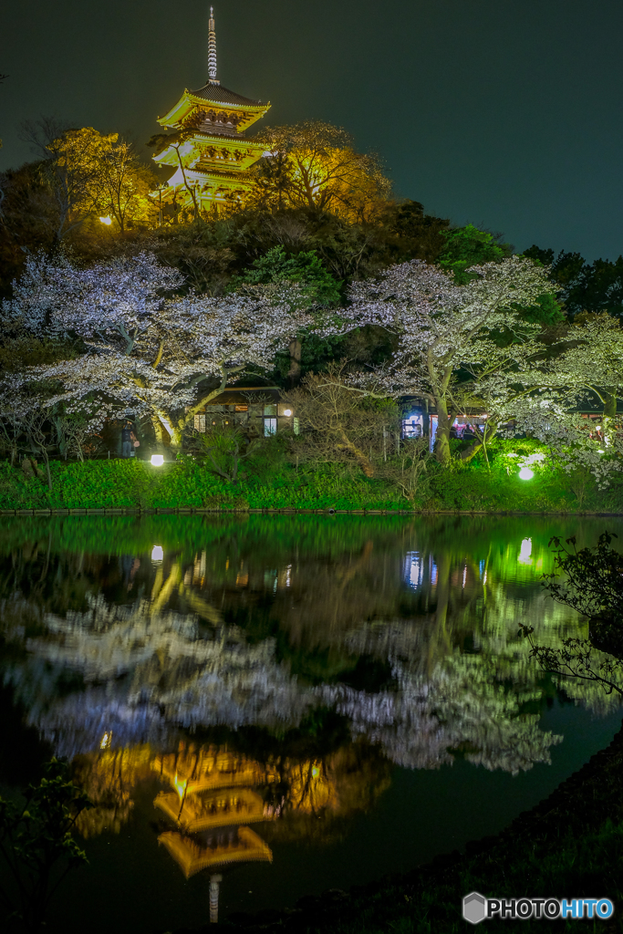 観桜の夕べ５