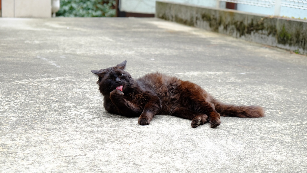 あっかんべーにゃ