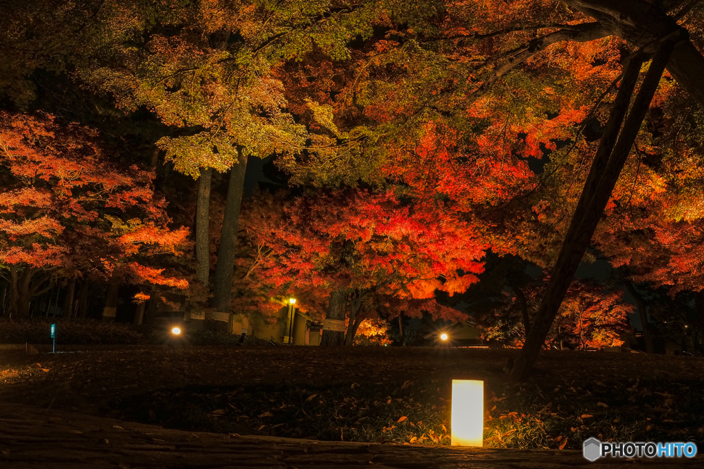 大田黒公園-紅葉ライトアップ2018④