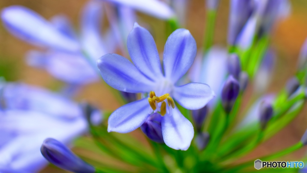 Agapanthus