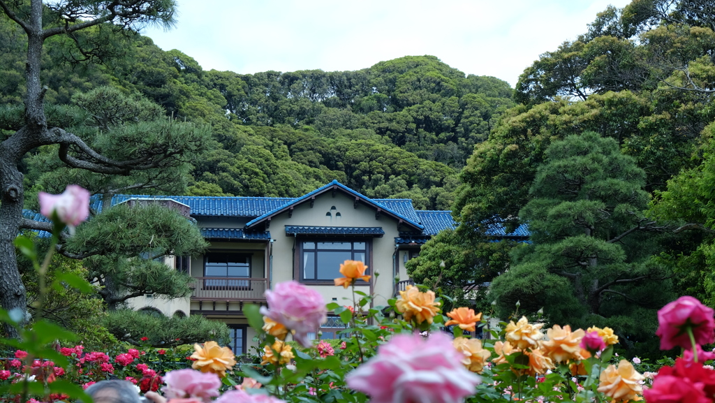 鎌倉の薔薇はお決まりの文学館