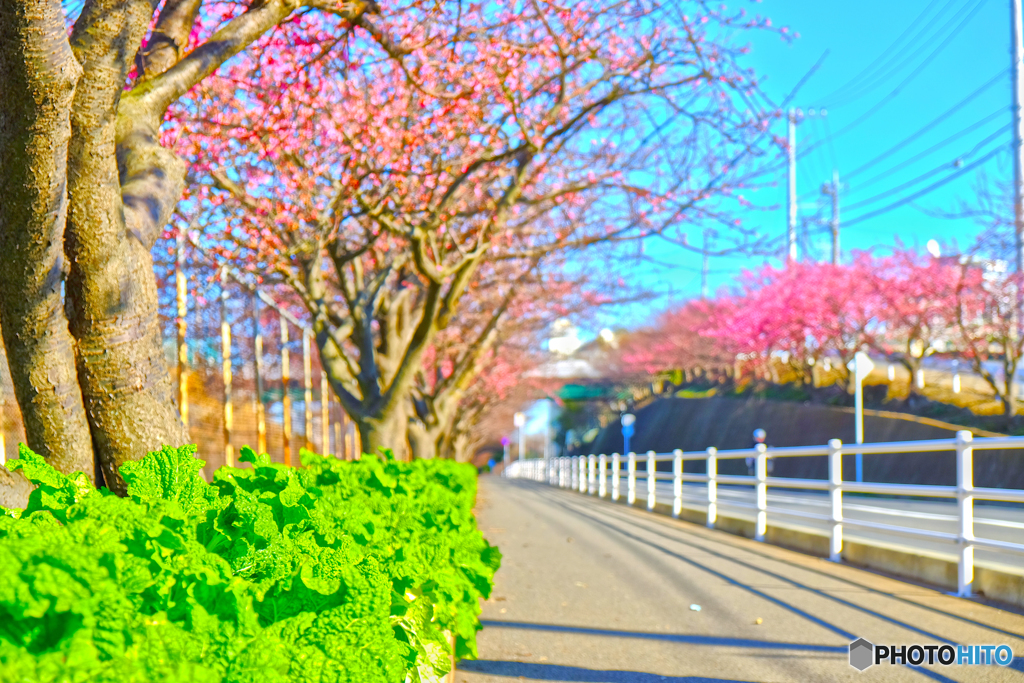 河津桜