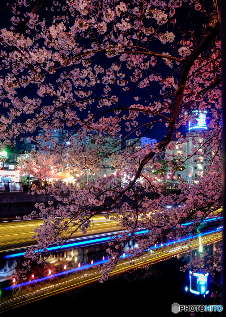 大岡川の桜３