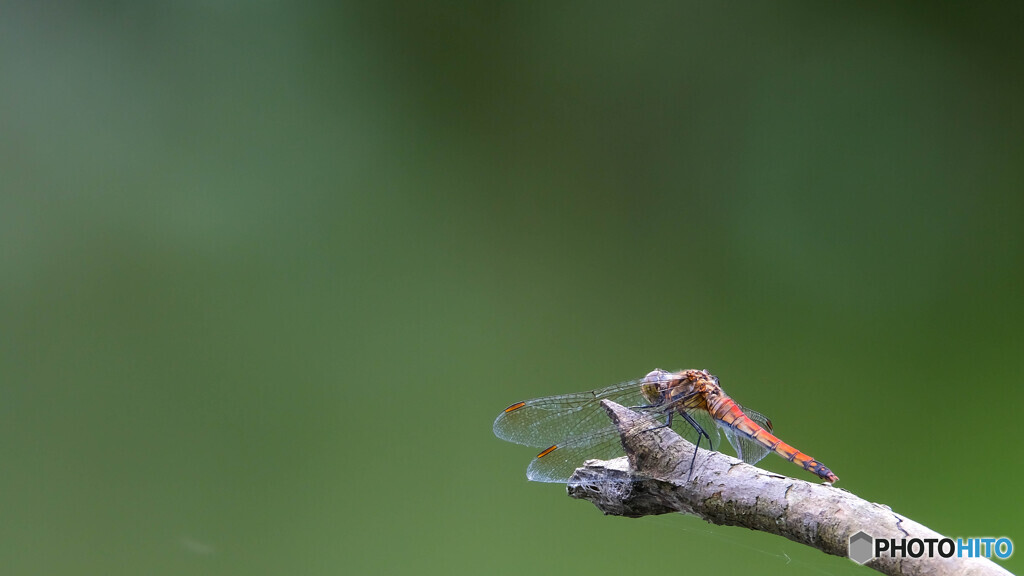 Red dragonfly