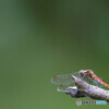 Red dragonfly