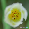 Cherry in the tulip