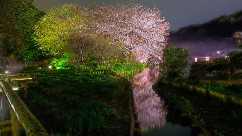 観桜の夕べ３