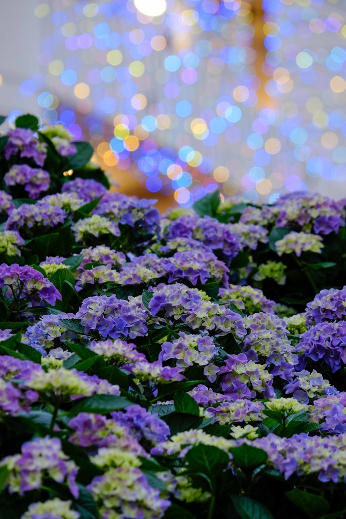 紫陽花まつり