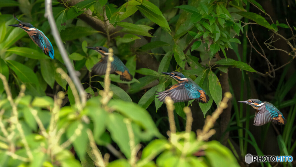 分身の術