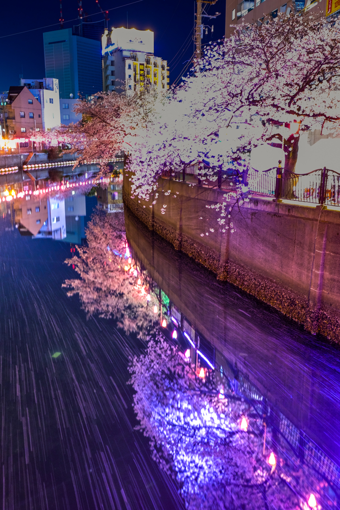 大岡川の桜５