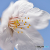 White-sakura