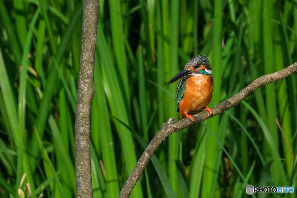 換算1600mm