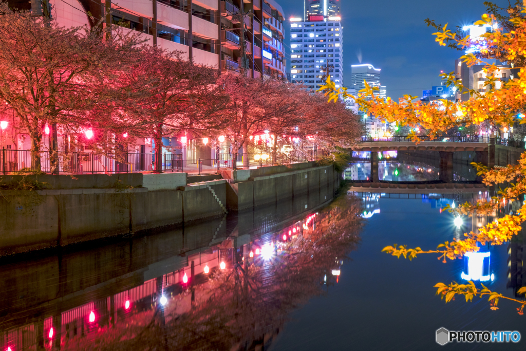 大岡川の桜１３