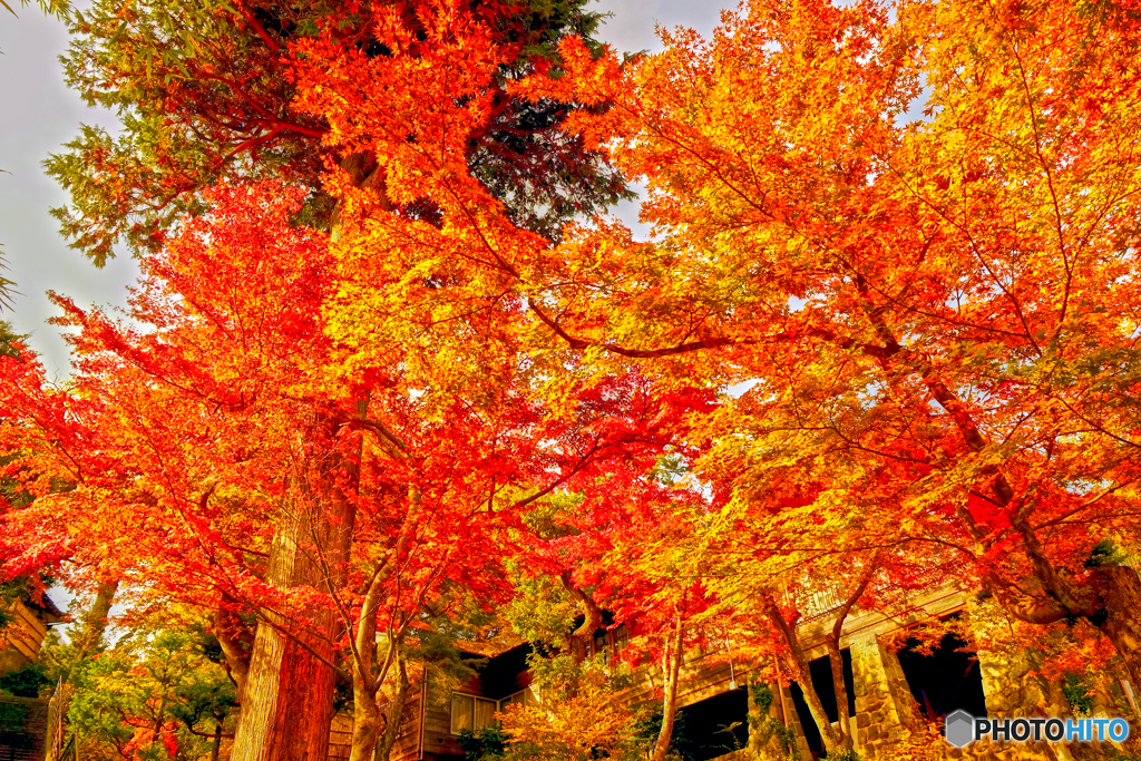 箱根の紅葉