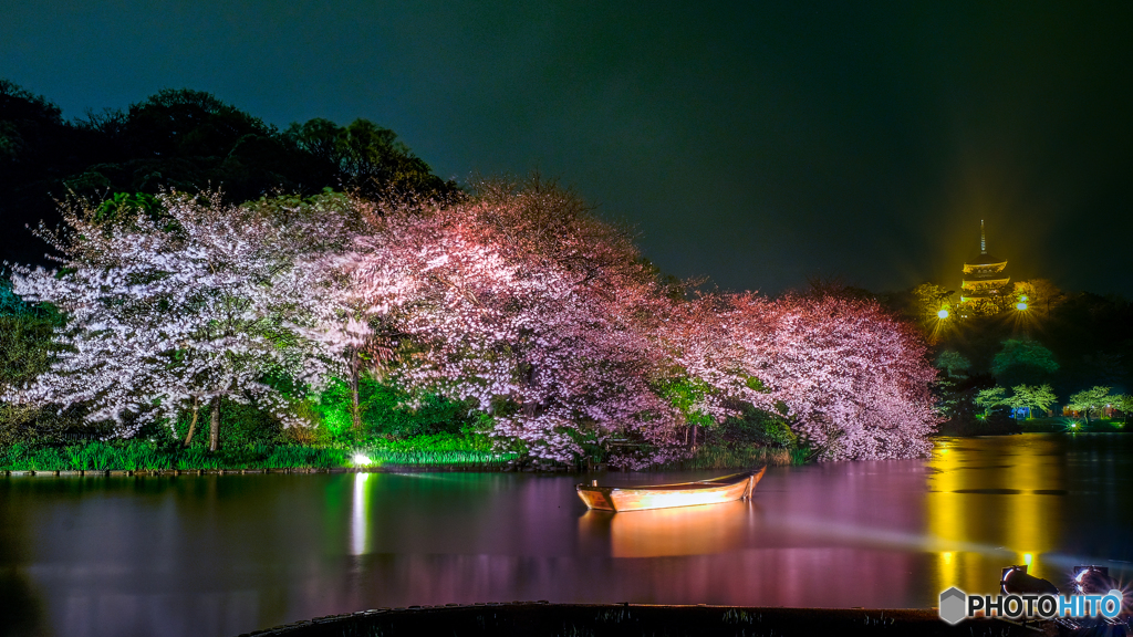 観桜の夕べ８