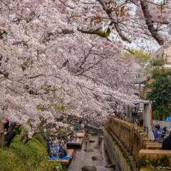 二ヶ領用水の桜５
