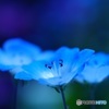 ネモフィラ