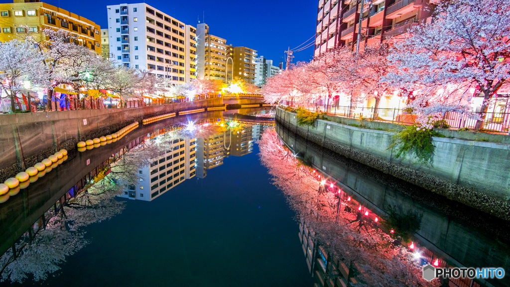 大岡川の桜４