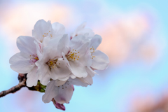 二ヶ領用水の桜7