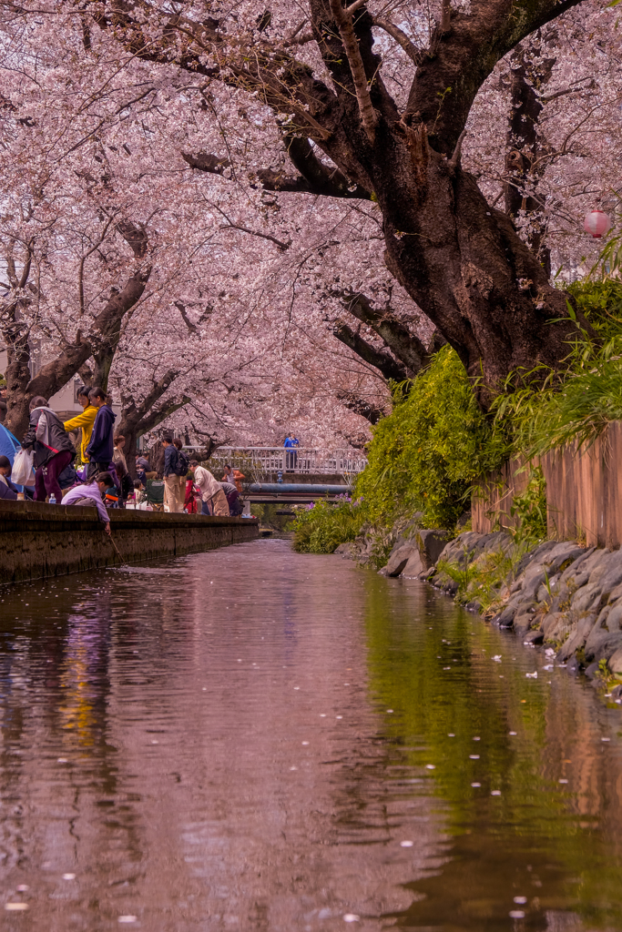 二ヶ領用水の桜３