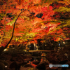 大田黒公園-紅葉ライトアップ2018⑤