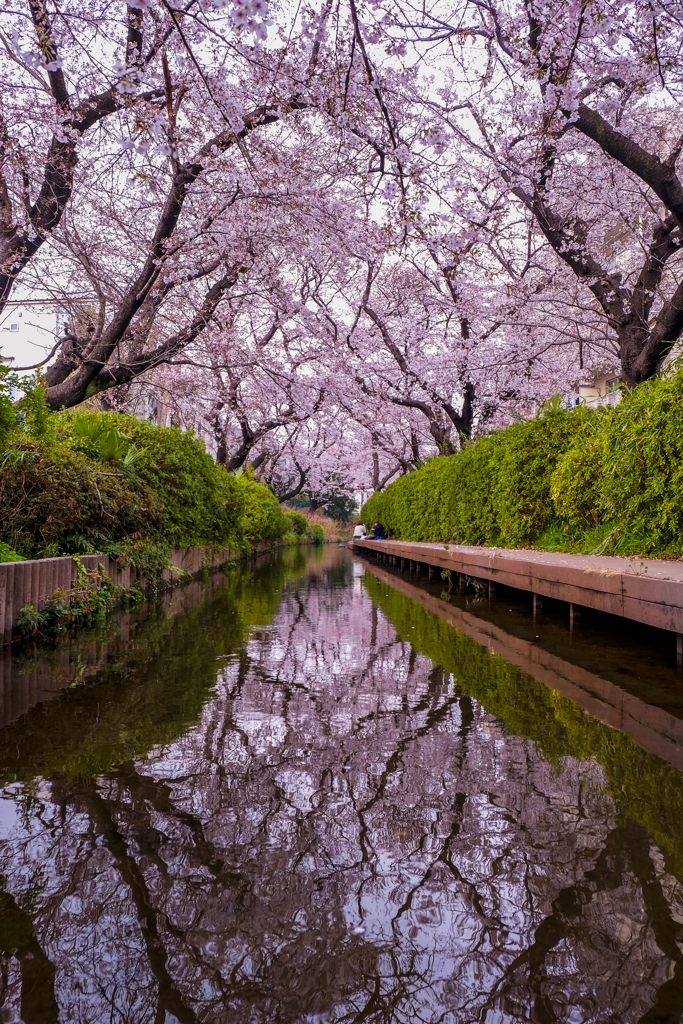 二ヶ領用水の桜１