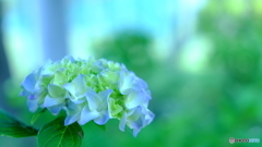 スカイブルーな紫陽花