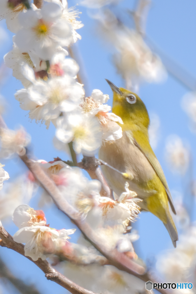 春近し