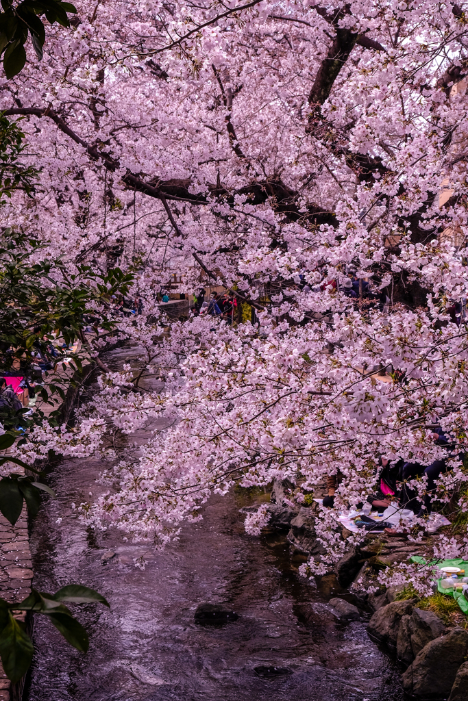 二ヶ領用水の桜６