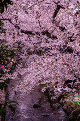 二ヶ領用水の桜６