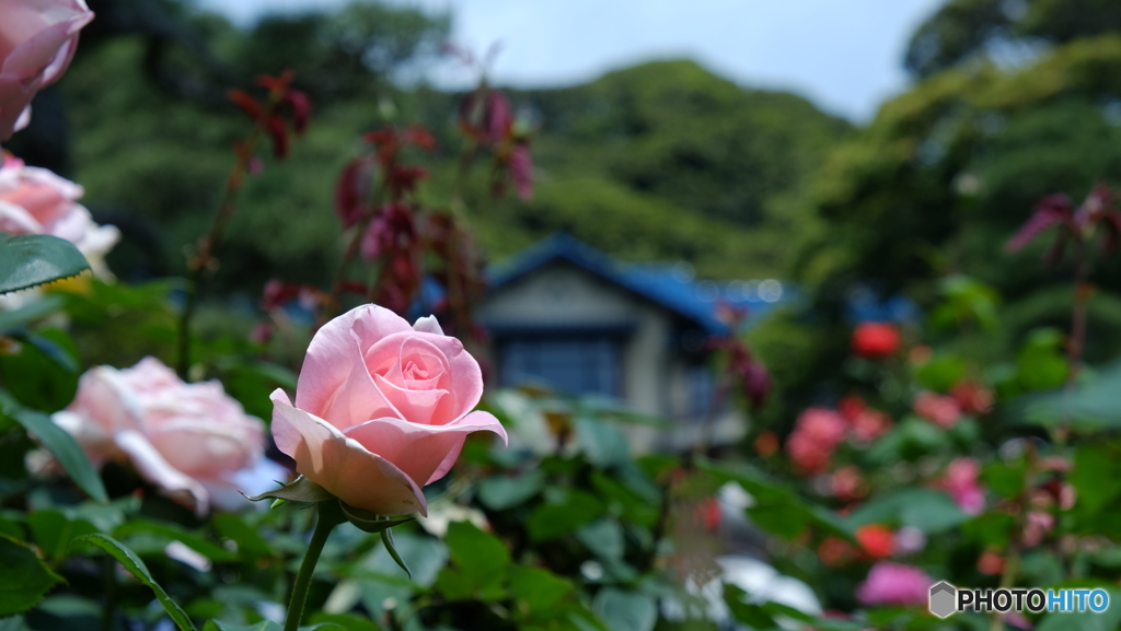 文学館ボケーなローズ