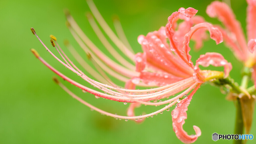 パステルカラーな曼珠沙華