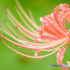 パステルカラーな曼珠沙華