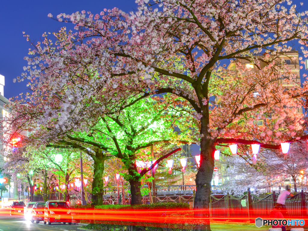 cherry tree at eveningⅢ