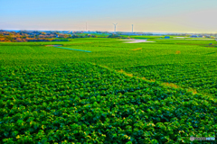 Radish field