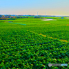 Radish field