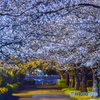 Cherry Blossom