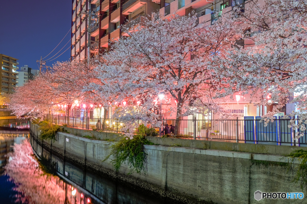 大岡川の桜２