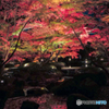 大田黒公園-紅葉ライトアップ2018①