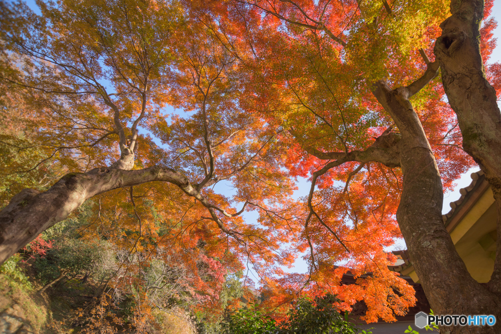 天女洞の紅葉