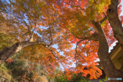 天女洞の紅葉