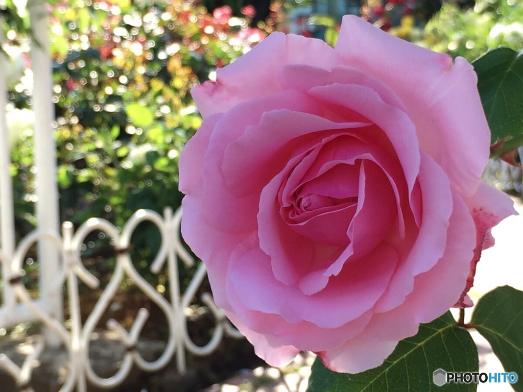 ピンクの薔薇と玉ボケ