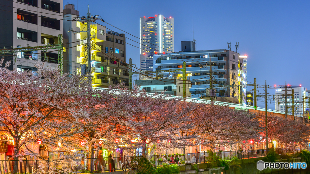 cherry tree at evening Ⅱ