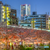 cherry tree at evening Ⅱ