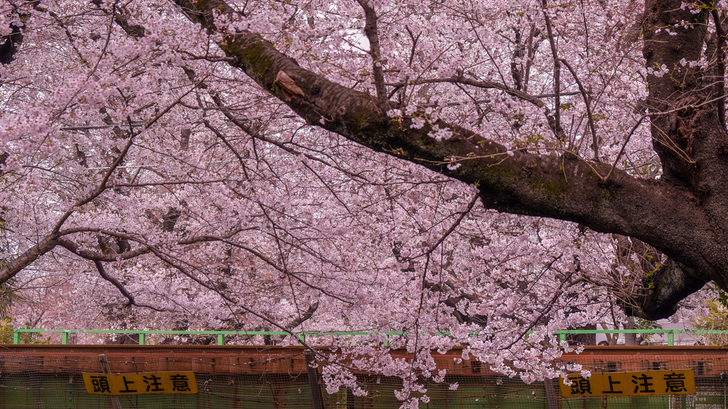 二ヶ領用水の桜４