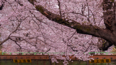二ヶ領用水の桜４